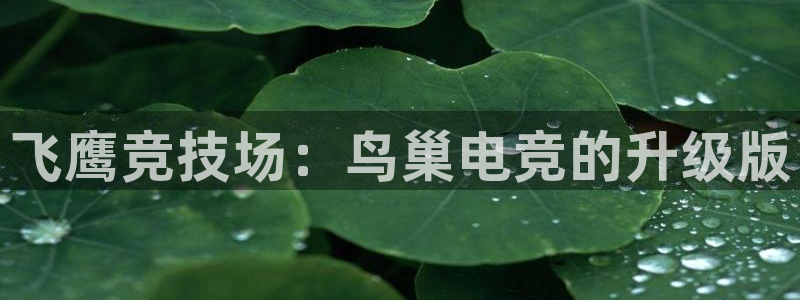 多宝电竞官网：飞鹰竞技场：鸟巢电竞的升级版